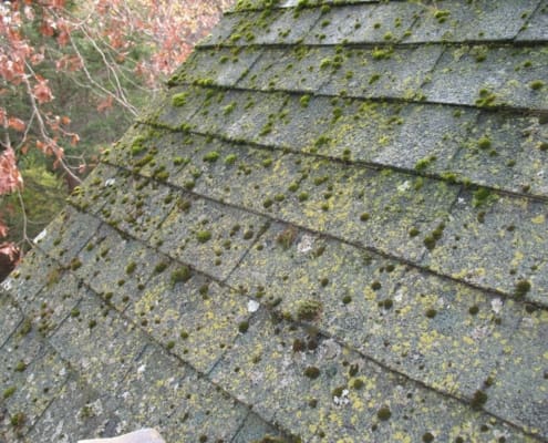 roof algae