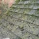 roof algae