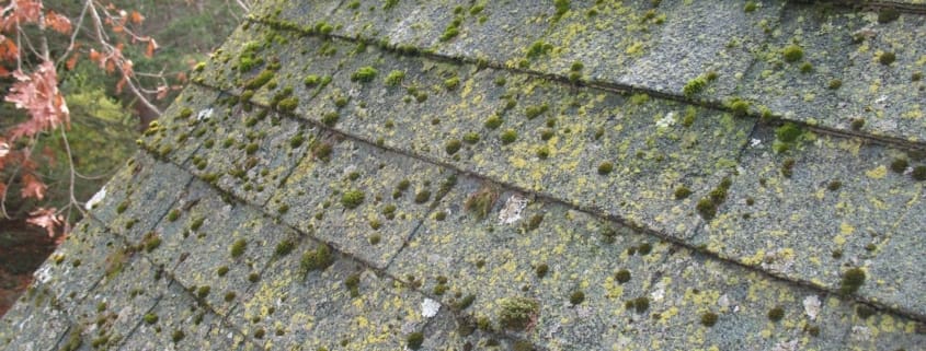 roof algae